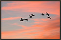 Snow Geese 5044 Thumbnail